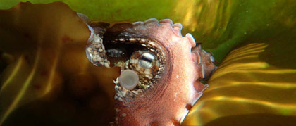 My Octopus Teacher-recensie: prachtige relatie met een wild dier, prachtige onderwaterbeelden en mooie boodschap, maar wie was die man (en moeten we ons zorgen maken om hem)..?