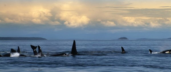 Blackfish: dit is eigenlijk de enige plek waar je orka's zou mogen zien...